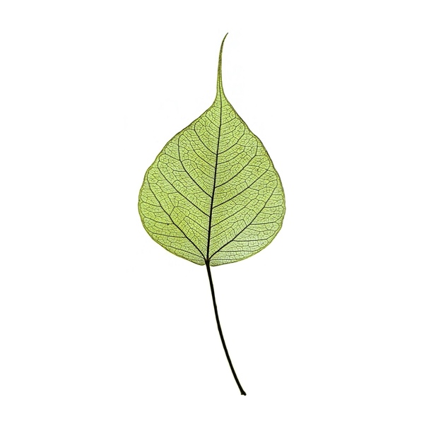 Bodhi leaf logo
