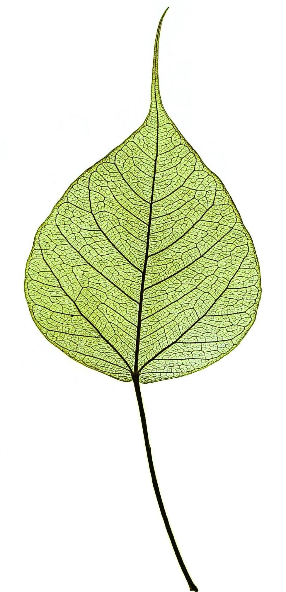 Ficus religiosa leaf