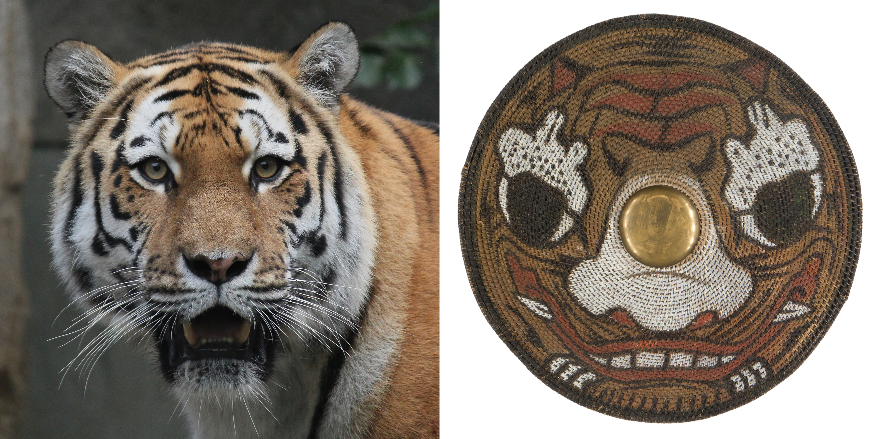 Rattan shield together with tiger
